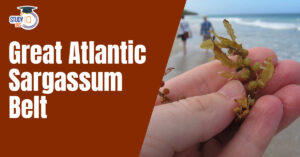 Great Atlantic Sargassum Belt (GASB)