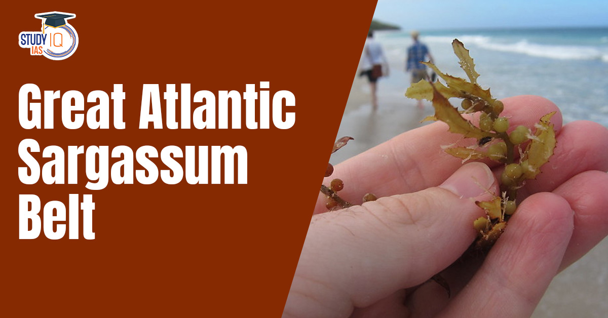 Great Atlantic Sargassum Belt (GASB)
