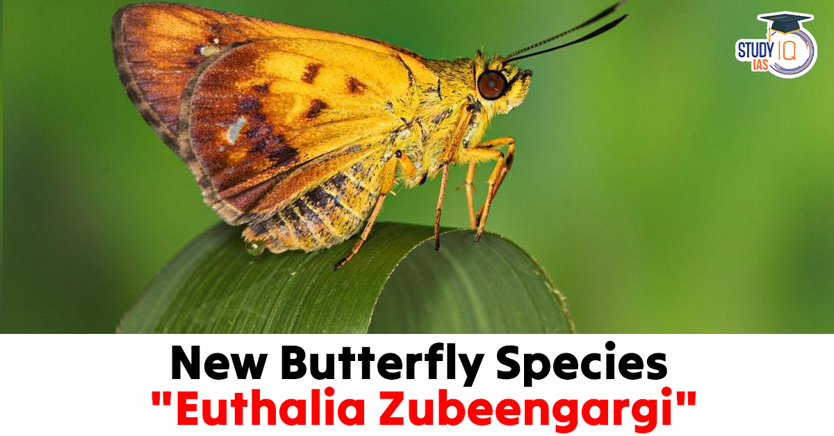 New Butterfly Species Euthalia Zubeengargi