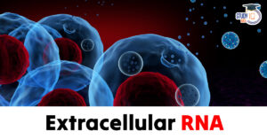 Extracellular RNA (exRNA)
