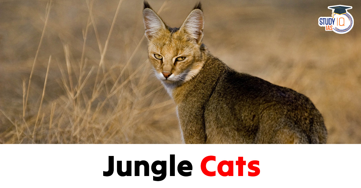Jungle cats