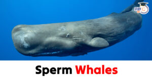 Sperm Whales