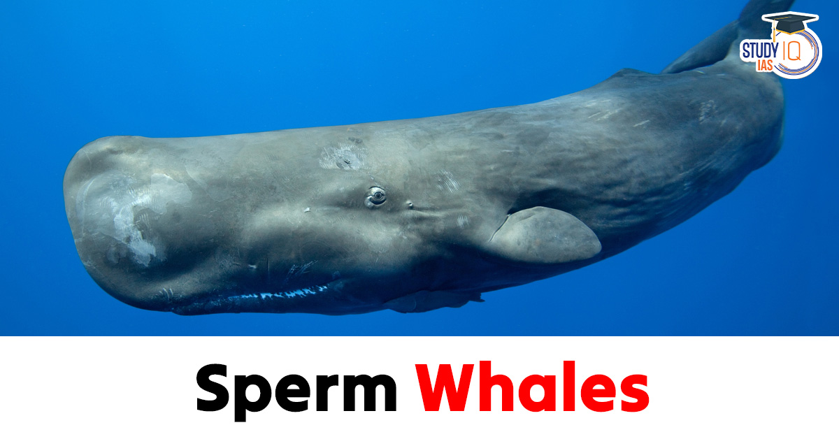 Sperm Whales