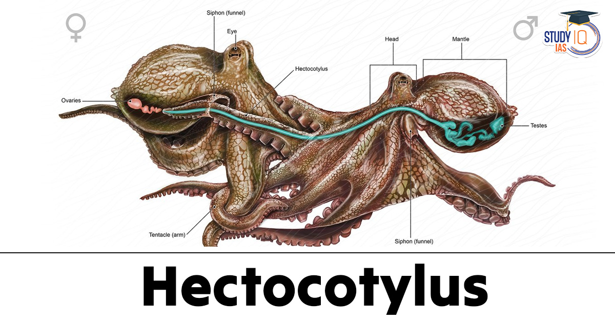 Hectocotylus