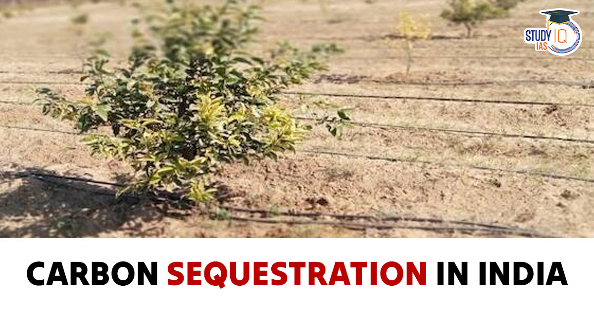 Forest Carbon Sequestration in India