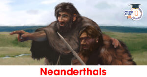 Neanderthals