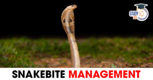 Snakebite Management