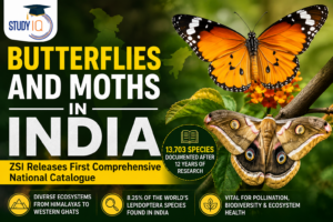 Butterflies and Moths in India