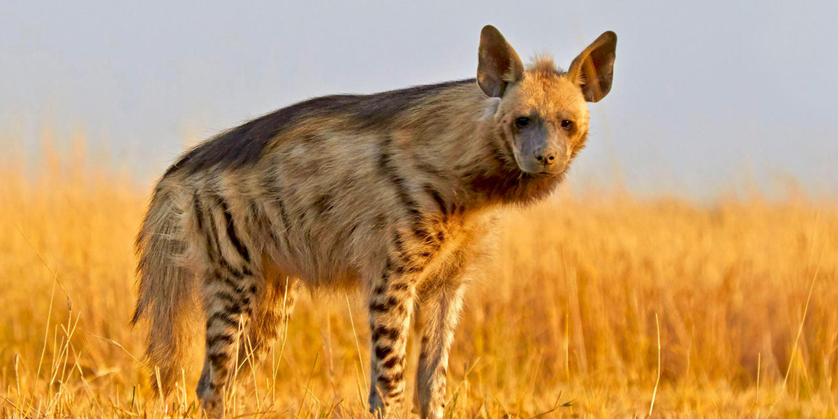 Striped Hyena