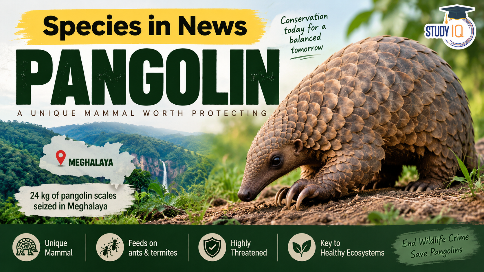 Pangolin