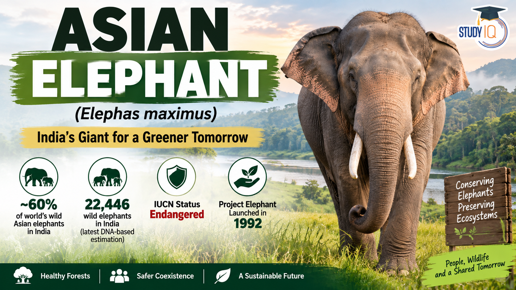 Asian Elephant