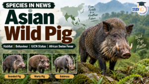Asian Wild Pig