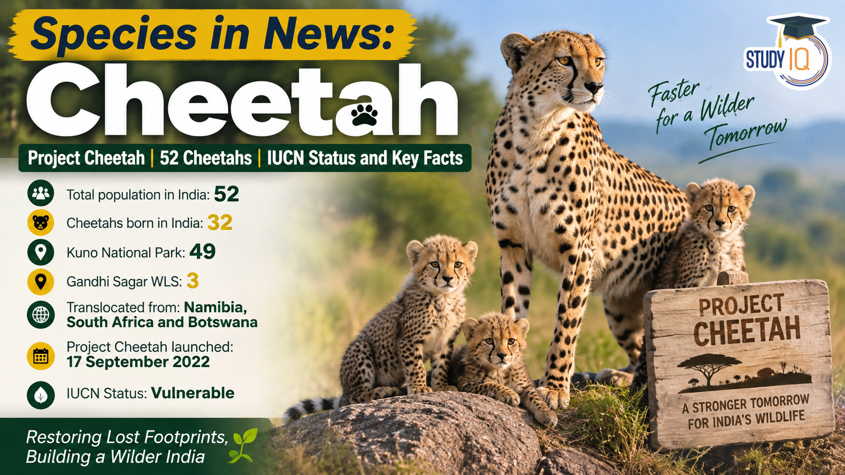 Cheetah