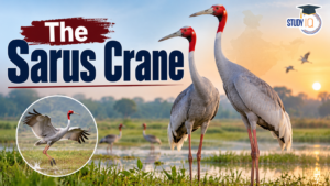 Sarus Crane